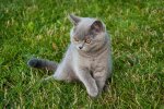Szary kotek na trawie